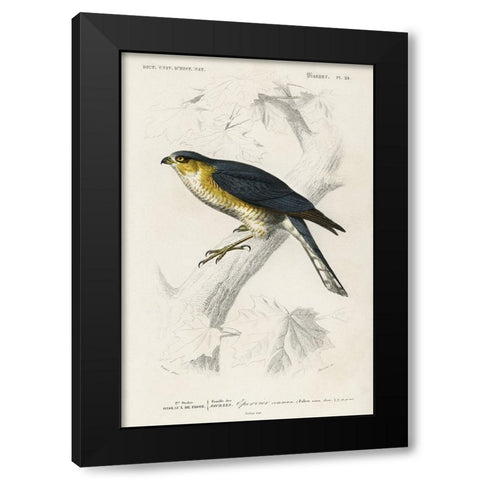dOrbigny Raptor IV Black Modern Wood Framed Art Print with Double Matting by DOrbigny, M. Charles
