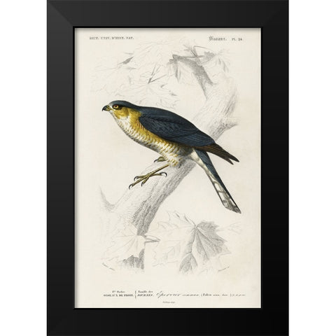 dOrbigny Raptor IV Black Modern Wood Framed Art Print by DOrbigny, M. Charles