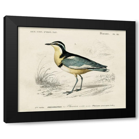 dOrbigny Seabird I Black Modern Wood Framed Art Print by DOrbigny, M. Charles