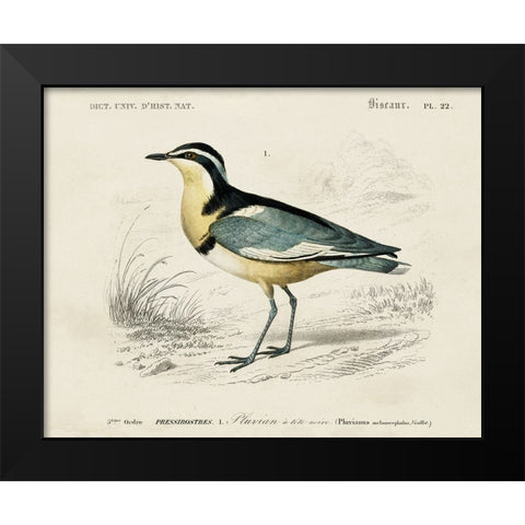 dOrbigny Seabird I Black Modern Wood Framed Art Print by DOrbigny, M. Charles
