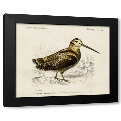 dOrbigny Seabird II Black Modern Wood Framed Art Print with Double Matting by DOrbigny, M. Charles
