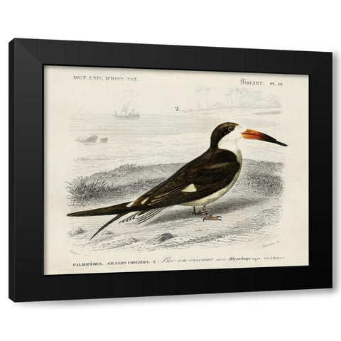dOrbigny Seabird IV Black Modern Wood Framed Art Print by DOrbigny, M. Charles
