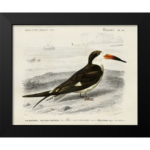 dOrbigny Seabird IV Black Modern Wood Framed Art Print by DOrbigny, M. Charles