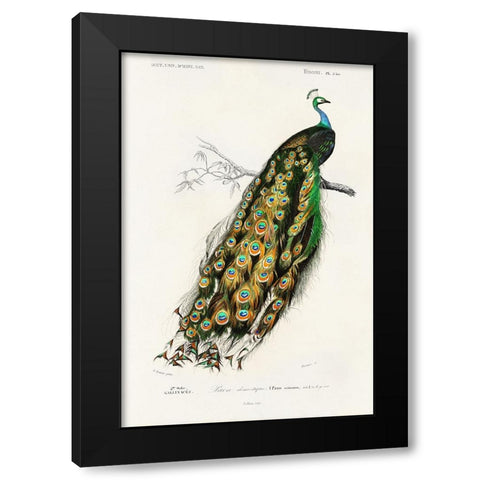 dOrbigny Exotic Bird II Black Modern Wood Framed Art Print with Double Matting by Redoute, Pierre