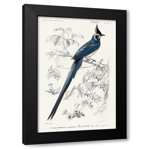 dOrbigny Exotic Bird IV Black Modern Wood Framed Art Print with Double Matting by Redoute, Pierre
