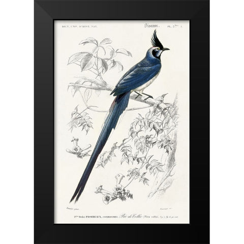 dOrbigny Exotic Bird IV Black Modern Wood Framed Art Print by Redoute, Pierre