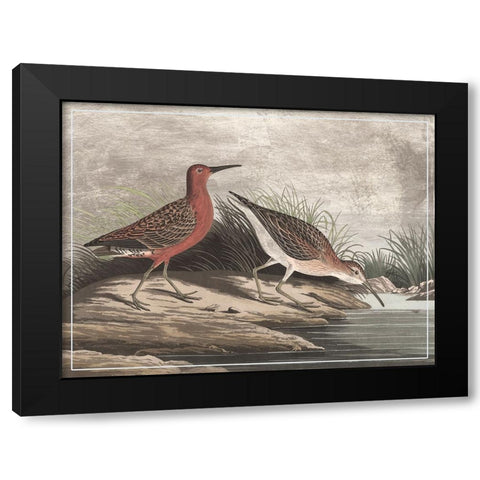 Gilded Sandpipers II Black Modern Wood Framed Art Print by Audubon, John James