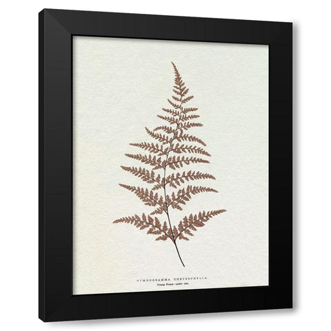 Lowe Sepia Fern I Black Modern Wood Framed Art Print with Double Matting by Lowe, E.J.