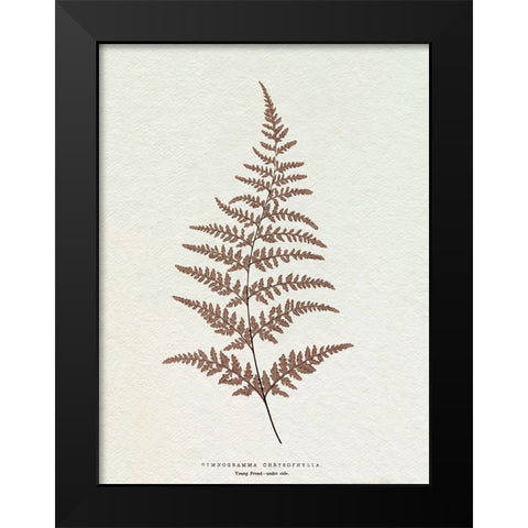 Lowe Sepia Fern I Black Modern Wood Framed Art Print by Lowe, E.J.