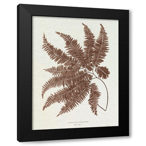 Lowe Sepia Fern II Black Modern Wood Framed Art Print with Double Matting by Lowe, E.J.