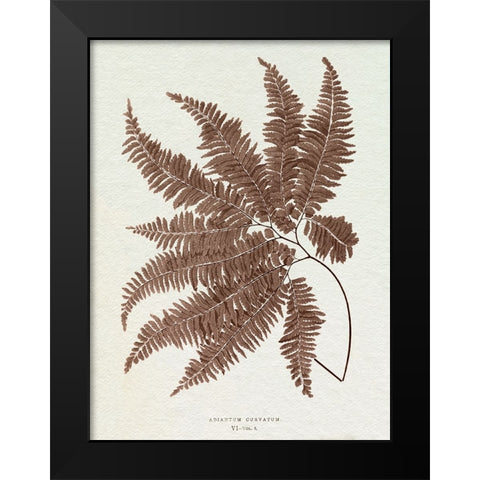 Lowe Sepia Fern II Black Modern Wood Framed Art Print by Lowe, E.J.
