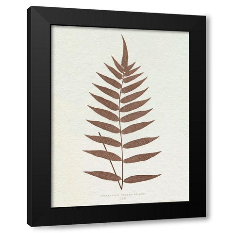 Lowe Sepia Fern III Black Modern Wood Framed Art Print with Double Matting by Lowe, E.J.