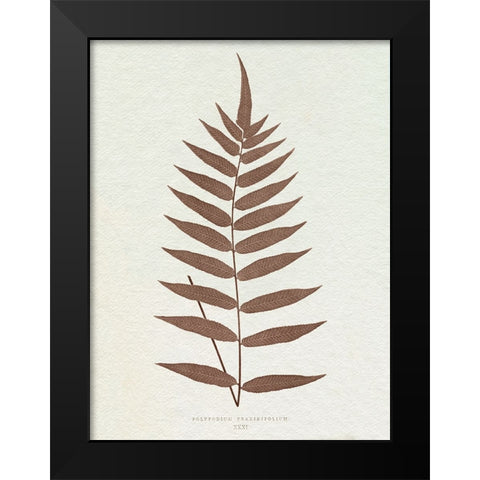 Lowe Sepia Fern III Black Modern Wood Framed Art Print by Lowe, E.J.