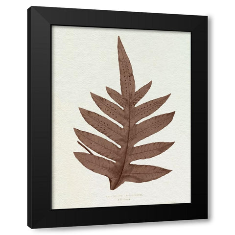 Lowe Sepia Fern IV Black Modern Wood Framed Art Print with Double Matting by Lowe, E.J.