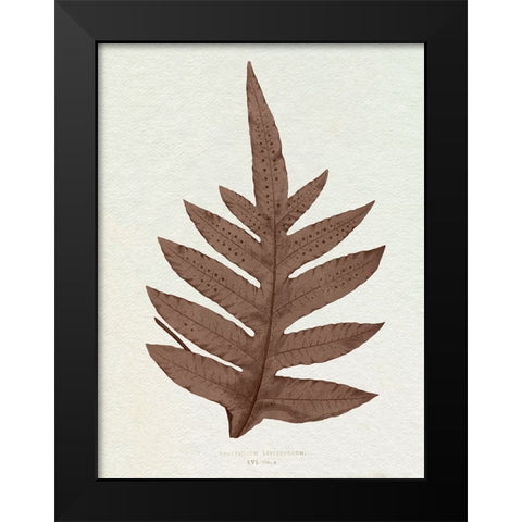 Lowe Sepia Fern IV Black Modern Wood Framed Art Print by Lowe, E.J.