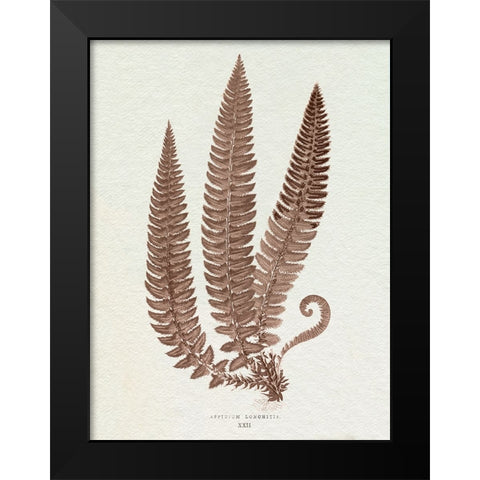 Lowe Sepia Fern V Black Modern Wood Framed Art Print by Lowe, E.J.