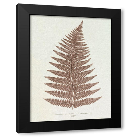Lowe Sepia Fern VI Black Modern Wood Framed Art Print by Lowe, E.J.