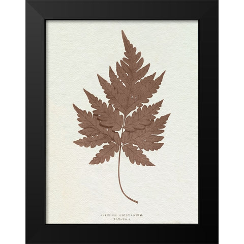 Lowe Sepia Fern VII Black Modern Wood Framed Art Print by Lowe, E.J.