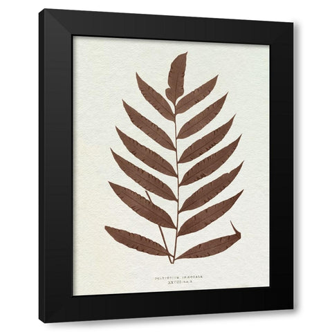 Lowe Sepia Fern VIII Black Modern Wood Framed Art Print with Double Matting by Lowe, E.J.