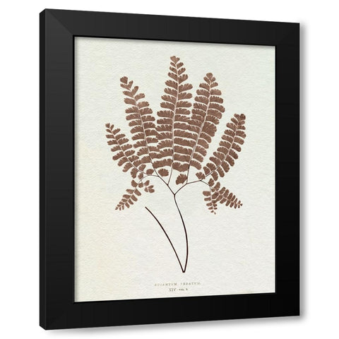 Lowe Sepia Fern IX Black Modern Wood Framed Art Print with Double Matting by Lowe, E.J.