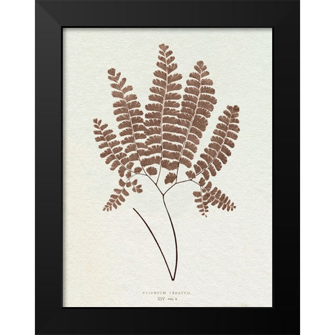 Lowe Sepia Fern IX Black Modern Wood Framed Art Print by Lowe, E.J.