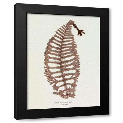 Lowe Sepia Fern X Black Modern Wood Framed Art Print by Lowe, E.J.