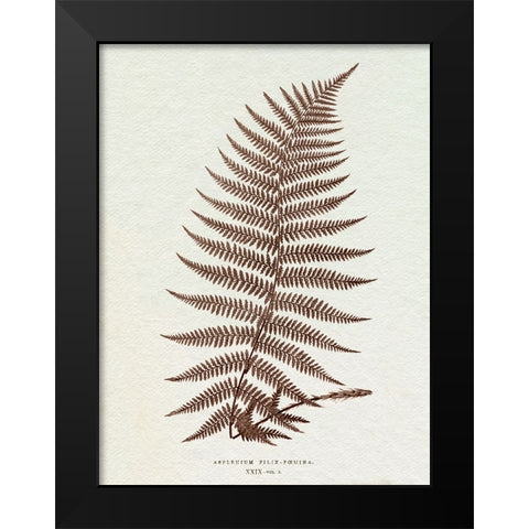 Lowe Sepia Fern XI Black Modern Wood Framed Art Print by Lowe, E.J.