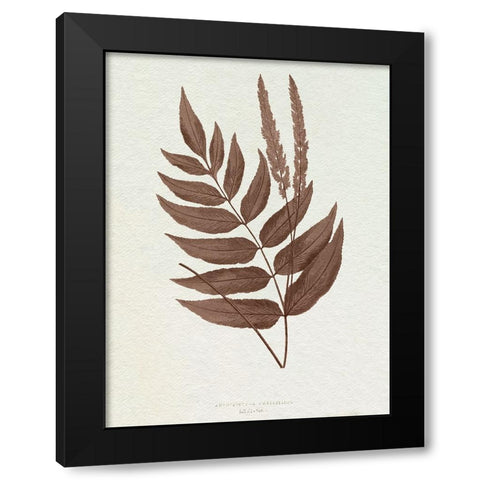 Lowe Sepia Fern XII Black Modern Wood Framed Art Print with Double Matting by Lowe, E.J.