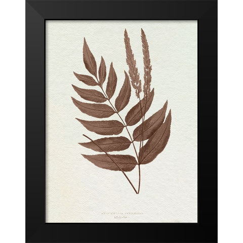 Lowe Sepia Fern XII Black Modern Wood Framed Art Print by Lowe, E.J.