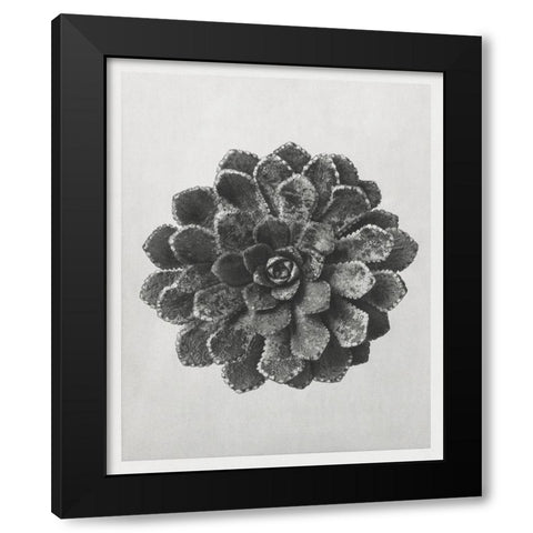 Blossfeldt Rosette I Black Modern Wood Framed Art Print with Double Matting by Blossfeldt, Karl