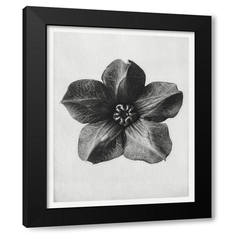 Blossfeldt Rosette II Black Modern Wood Framed Art Print by Blossfeldt, Karl