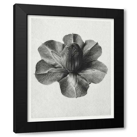 Blossfeldt Rosette III Black Modern Wood Framed Art Print by Blossfeldt, Karl
