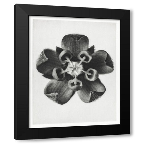 Blossfeldt Rosette IV Black Modern Wood Framed Art Print by Blossfeldt, Karl
