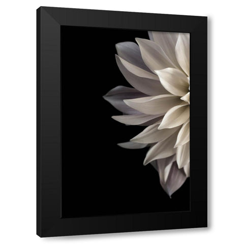 Shattered Petals I Black Modern Wood Framed Art Print with Double Matting by Stalus, Judy