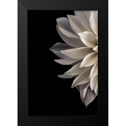 Shattered Petals I Black Modern Wood Framed Art Print by Stalus, Judy