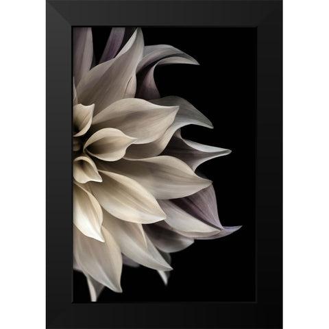 Shattered Petals II Black Modern Wood Framed Art Print by Stalus, Judy