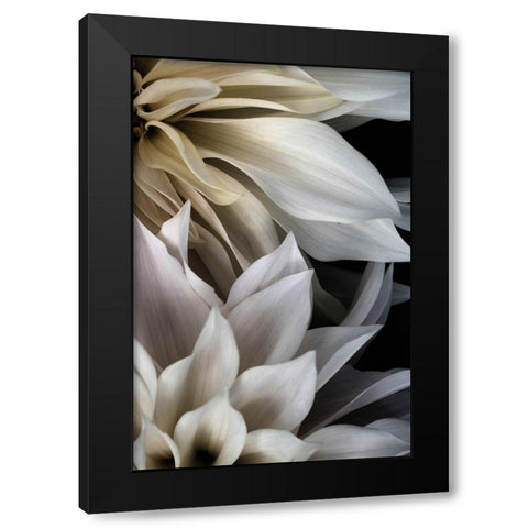 Shattered Petals III Black Modern Wood Framed Art Print by Stalus, Judy