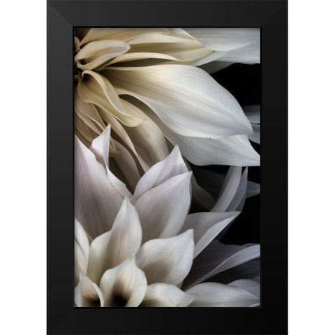 Shattered Petals III Black Modern Wood Framed Art Print by Stalus, Judy