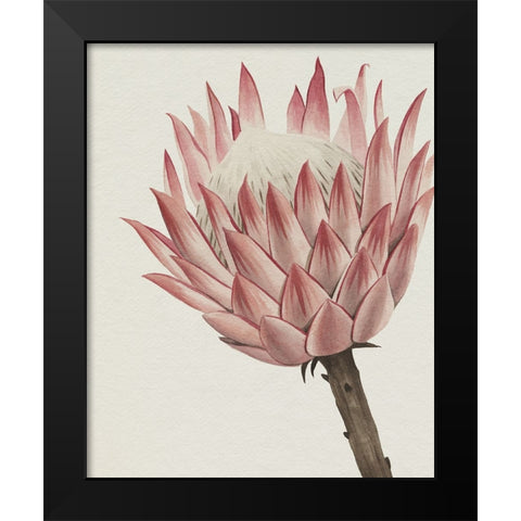 Queen Protea II Black Modern Wood Framed Art Print by Popp, Grace