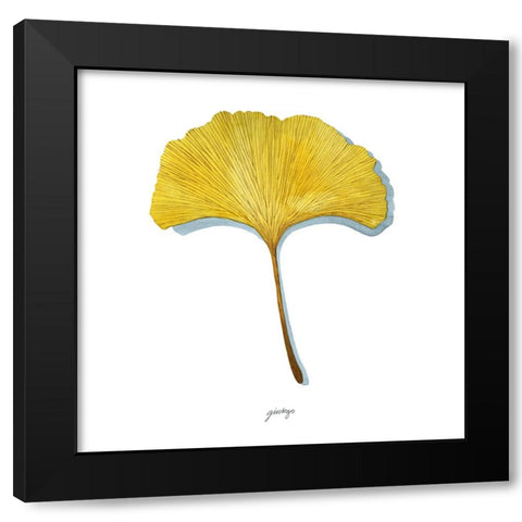Golden Ginkgo Study I Black Modern Wood Framed Art Print by Popp, Grace