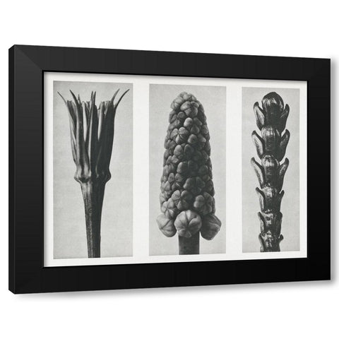 Blossfeldts Triptych I Black Modern Wood Framed Art Print by Blossfeldt, Karl