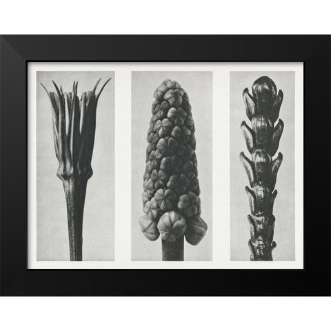 Blossfeldts Triptych I Black Modern Wood Framed Art Print by Blossfeldt, Karl