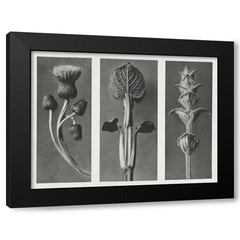 Blossfeldts Triptych II Black Modern Wood Framed Art Print with Double Matting by Blossfeldt, Karl