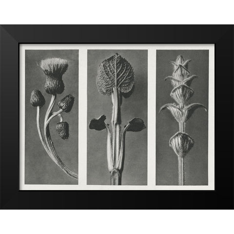 Blossfeldts Triptych II Black Modern Wood Framed Art Print by Blossfeldt, Karl