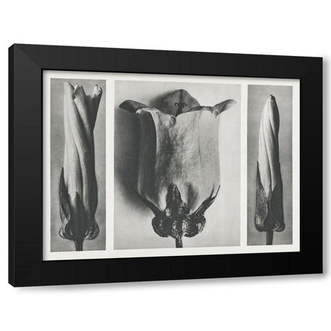 Blossfeldts Triptych III Black Modern Wood Framed Art Print by Blossfeldt, Karl