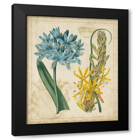 Botanical Repertoire II Black Modern Wood Framed Art Print with Double Matting by Vision Studio