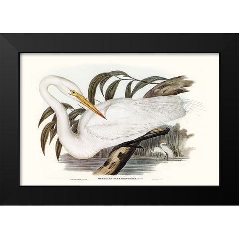 Majestic Waterbird I Black Modern Wood Framed Art Print by Gould, Elizabeth