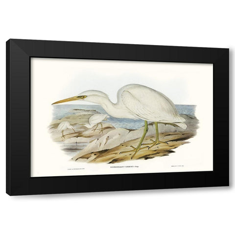 Majestic Waterbird II Black Modern Wood Framed Art Print with Double Matting by Gould, Elizabeth