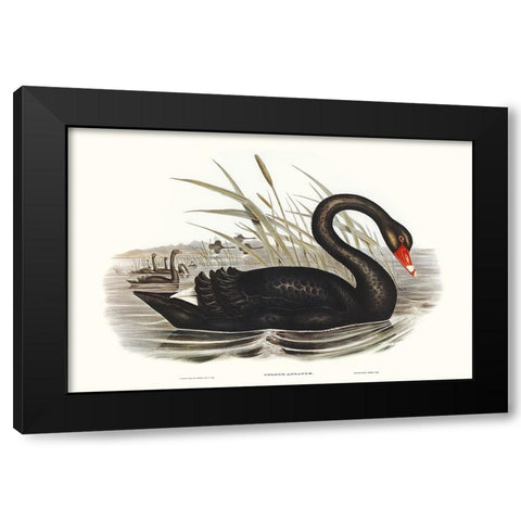Majestic Waterbird III Black Modern Wood Framed Art Print with Double Matting by Gould, Elizabeth