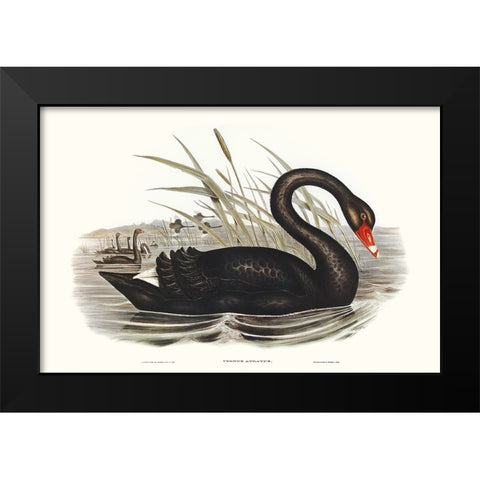 Majestic Waterbird III Black Modern Wood Framed Art Print by Gould, Elizabeth